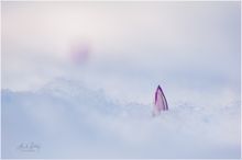 Krokus im Schnee