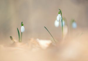 Gestern im Auwald