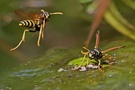 Anflug zur Insektentränke