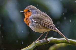 Rotkehlchen im Regen