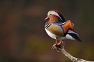 Mandarin Ente