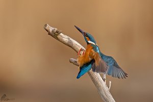 Eisvogel im Anflug