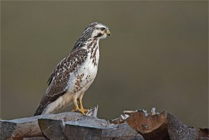 Auf dem Holzweg