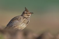 Haubenlerche (Galerida cristata)