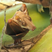 Unter Kokosnüssen: ein Epaulettenflughund