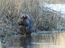 Nutria