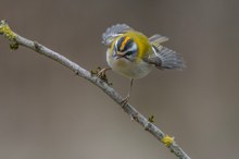 Sommergoldhähnchen