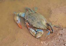 Blaukrabbe (Callinectes sapidus)