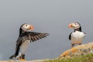 Atlantic Puffins