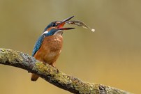 Der Herr der Fische (Eisvogel)