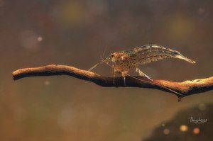 Amano Garnele (Caridina multidentata)