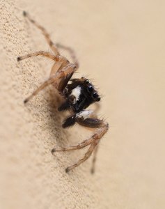 Männchen der 'Menemerus semilimbatus' Springspinne