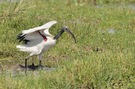 Heiliger Ibis