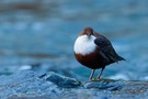 Wasseramsel in der Wupper