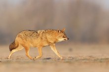 Golden Jackal  Feb2025