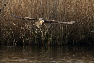 Rohrdommel...