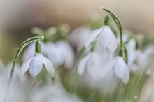 Großfamilie Schneeglöckchen