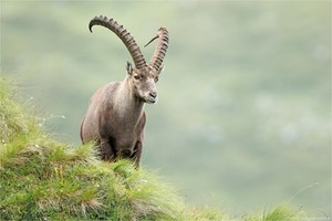 ~ König der Alpen ~