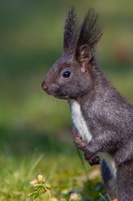 schwarz weisses Eichhörnchen