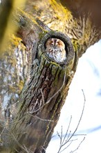 Waldkauz geniest die Frühlingssonne