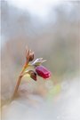 Orientalische Nieswurz (Helleborus ×hybridus)