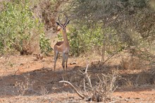 Giraffengazelle (Gerenuk)