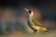 Fleißiger Insektensucher: der Grünspecht