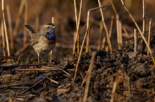 Blaukehlchen