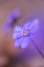 frühes Leberblümchen