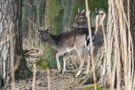 Damhirschkalb und junger Spießer