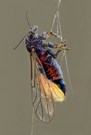 Überwintertes Weibchen eines großen Birnenbaumblattsaugers, leider im Spinnennetz gefangen.