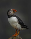 Atlantic Puffins