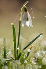 Nach Frost und Nebel kam der Sonnenschein