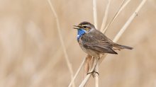 Blaukehlchen -  beim ersten Singen