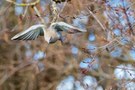 Der Frühling ist im Anflug,