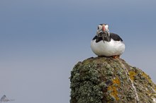 Puffin