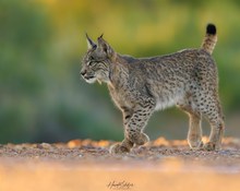 Junger Luchs in der Abendsonne