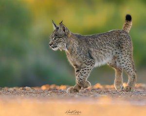 Junger Luchs in der Abendsonne