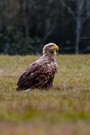 Seeadler