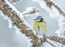 Geht so Frühling?