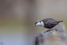 Wasseramsel