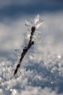 letzter Gruß vom Winter