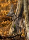 Waldbock