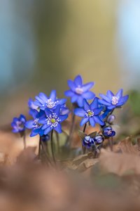 Leberblümchen-Gruppe ...