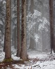 Winter im Frühling