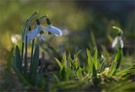 Im Frühlingsgegenlicht