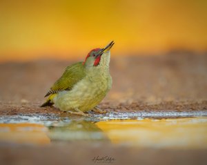 Trinkender Iberischer Grünspecht