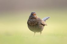 Amsel auf Nahrungssuche