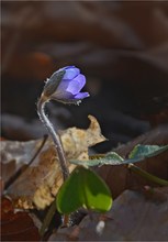 ...kannst rauskommen.....ist Frühling