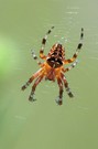 Kleine Spinne
